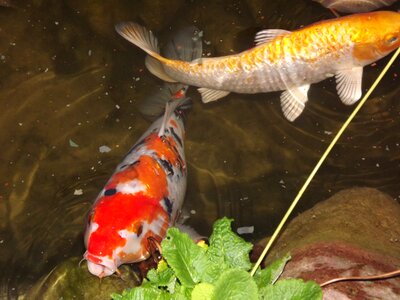 Garden pond fish japanese
