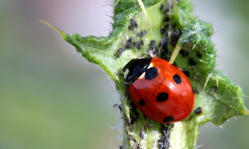 Animal arthropod beautiful photo photo