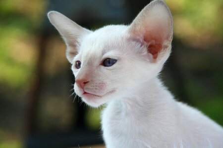 Cat baby fur charming photo