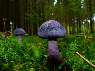 Blue forest floor moss photo