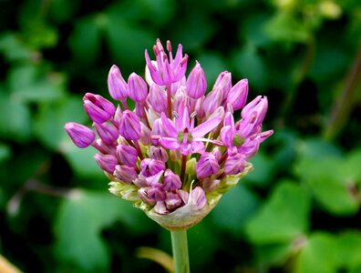 Trim chive plant ornamental plant photo