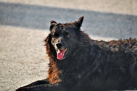 Beautiful Photo dog laying