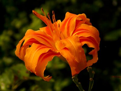 Brown red daylily web wardens daylily daylily photo