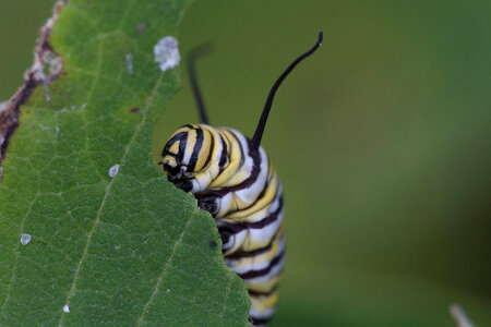 Monarch butterfly larvae feeding on milkweed-4