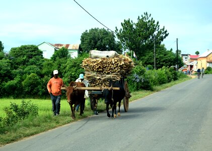 Road horse local photo