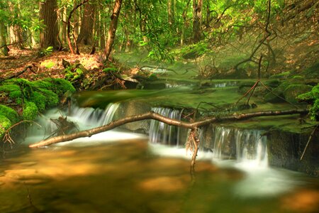 Foliage forest landscape