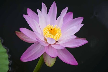 Aquatic beautiful beautiful flowers