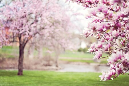 Spring flowering tree pink photo