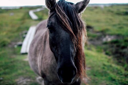 Animal brown cavalry