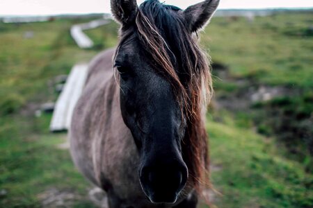 Animal brown cavalry photo