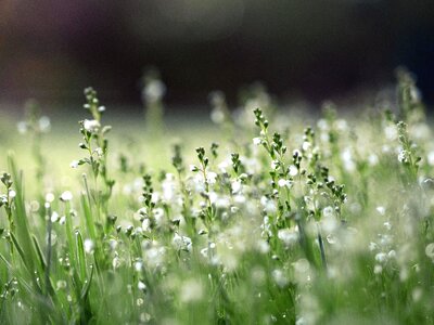 Blossom flora flower