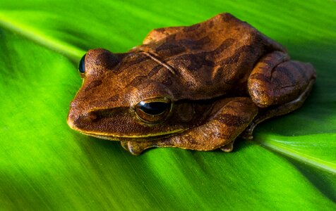 Anuran frog amphibians