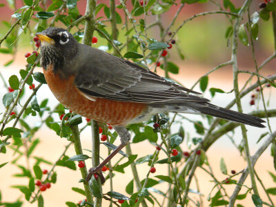 American robin sitting on a tree. photo