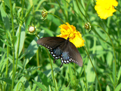 Spicebush Swallowtail-3 photo
