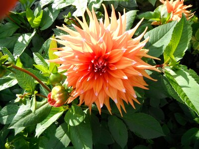 Natural blossom bloom