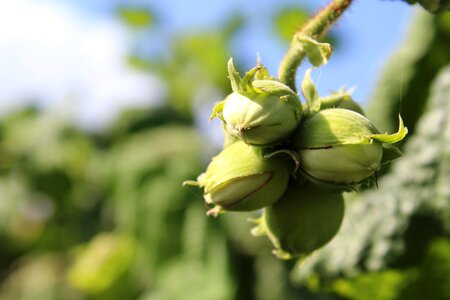 Flora food fruit