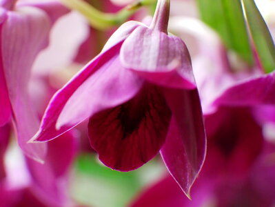 Pink orchid flower phalaenopsis photo