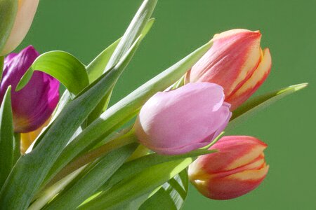 Nature flowers schnittblume photo