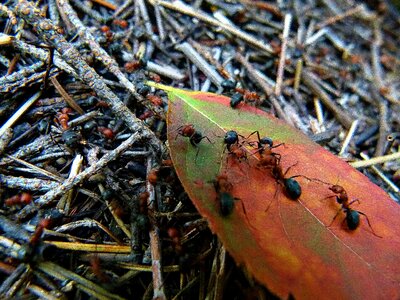 Insect busy worker photo