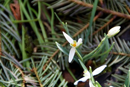 Plant close up spring photo