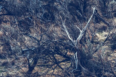 Branch dry landscape