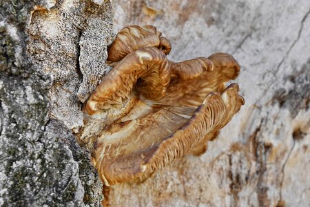 Nature wood fungus