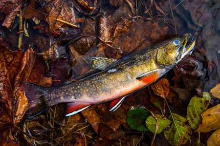 Brook Trout from Seneca Creek-3 photo