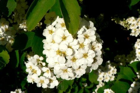 Bush flowers white