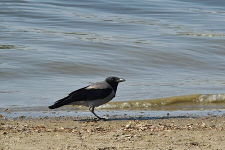 Black Bird coastline crow