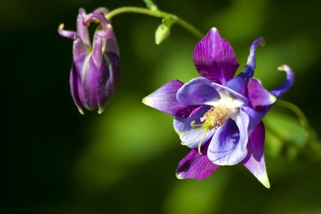 Bloom plant violet photo