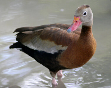 Wading Black-bellied whistling duck photo
