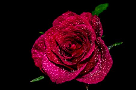 Drops rose love