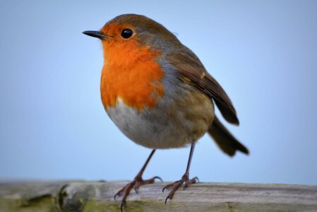 Robin bird nature photo