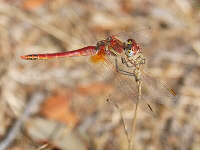 Beauty insect branch