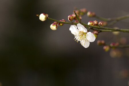 Flowers quisqualis indica neat