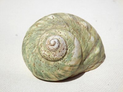 Old shell snail shell nature photo