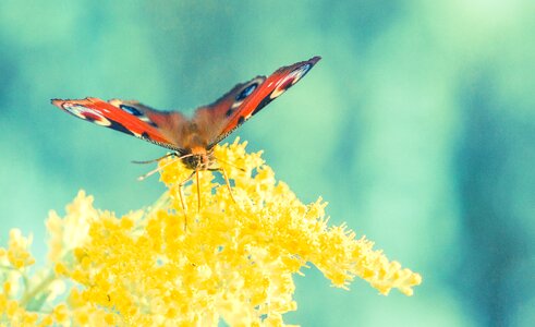 Peacock insect animal