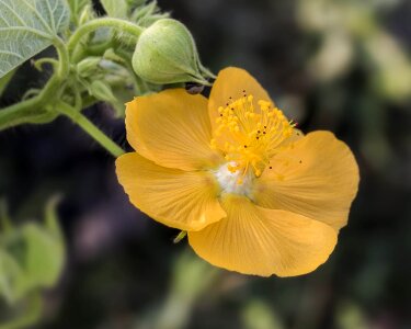 Beautiful Flowers biology bloom
