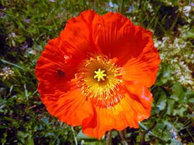Poppy orange bright