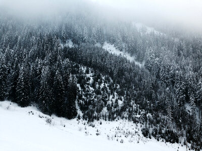 Snow-covered Pine Forest in the Mountains