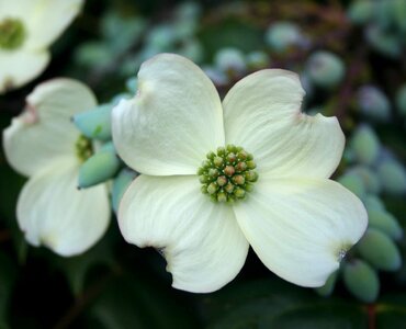 Beautiful Flowers bloom blooming