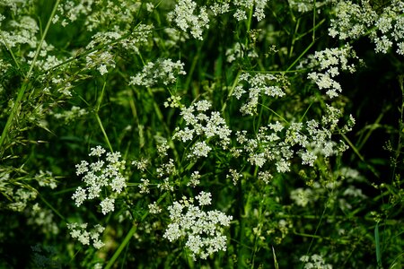 Beautiful Flowers biology blooming photo