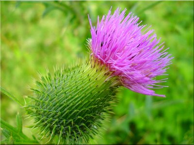 Bloom wayside prickly