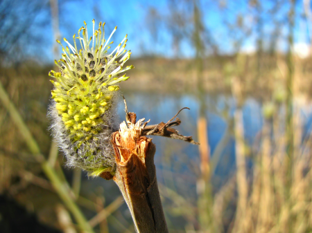 Vegetation branch blossom