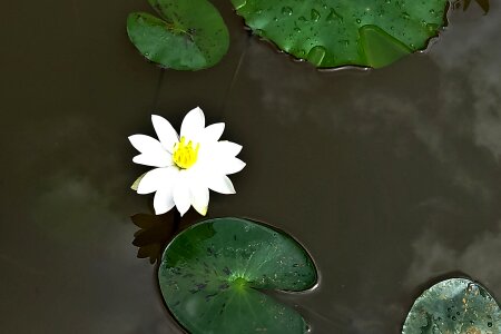 Waterlily bloom blossom photo