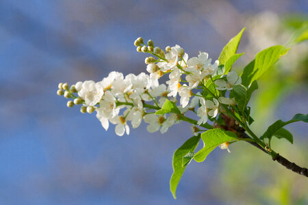 spring flowers