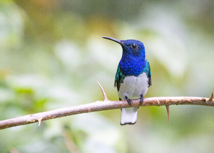 Hummingbird sitting on branch photo