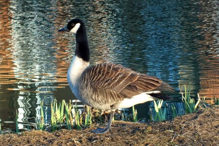 Bird water environment