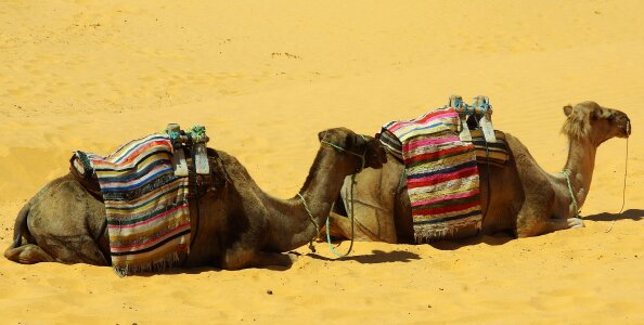 Camels Resting in The Thar Desert photo