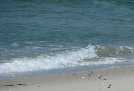 Piping plovers photo